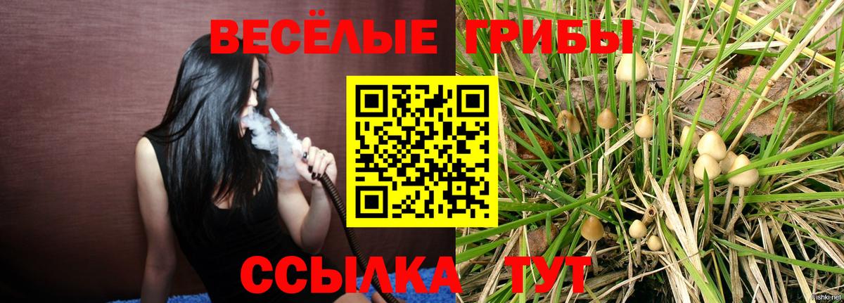 Псилоцибиновые грибы Cubensis  где найти   Псилоцибиновые грибы прущие грибы  Гулькевичи  Вход с VPN 